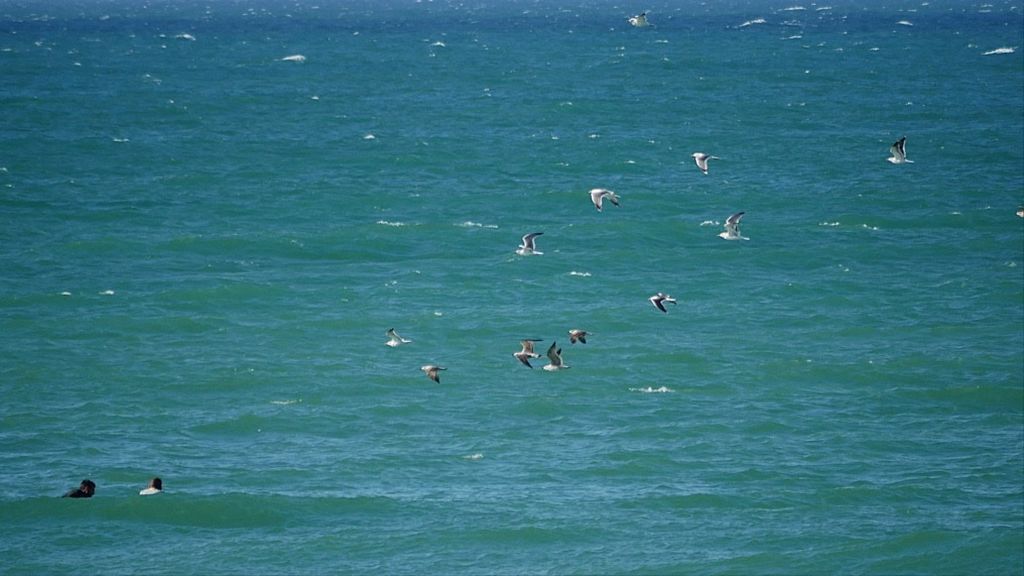 Gaviotas volando sobre los surfistas