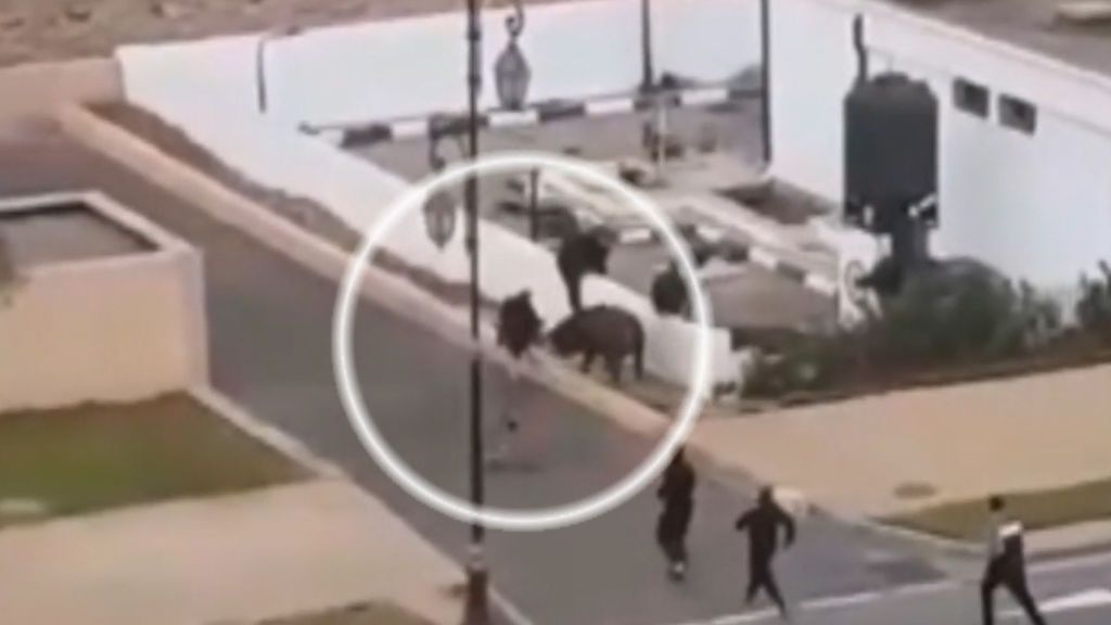 Un toro que iba al matadero huye desatando el pánico en una calle de Marruecos