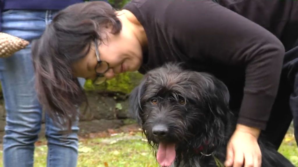 De Japón hasta Galicia para adoptar a Michi, el perrito que no se separó de ellas en el Camino de Santiago