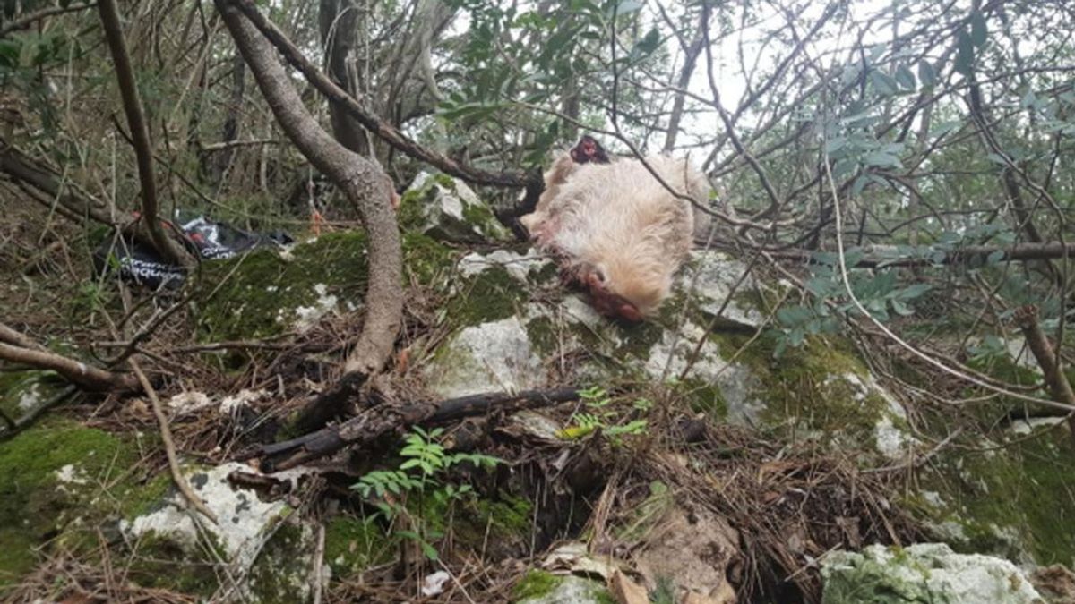 Ritual satánico en un bosque de Palma de Mallorca:  Una oveja y gallinas despedazadas colgando de árboles