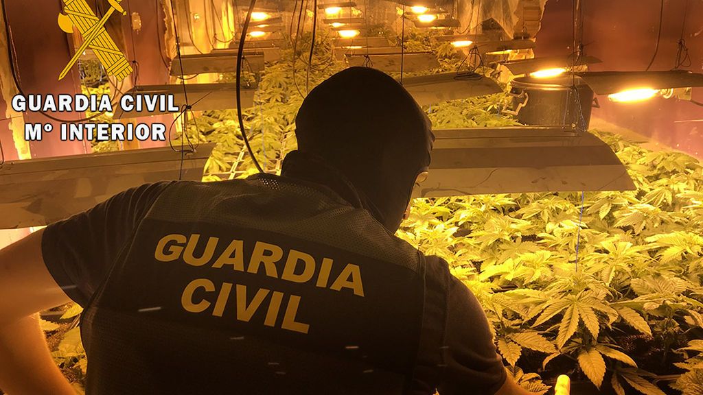 Incautadas 114 plantas de marihuana en una casa ocupada Incautadas 114 plantas de marihuana en una casa ocupada