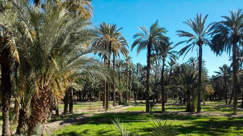 Elche, entre las 22 mejores ciudades europeas , según 'The Guardian' Elche, entre las 22 mejores ciudades europeas , según 'The Guardian'