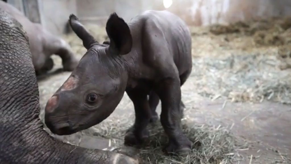 Nace Calf, el primer rinoceronte negro en la historia del zoológico de Michigan