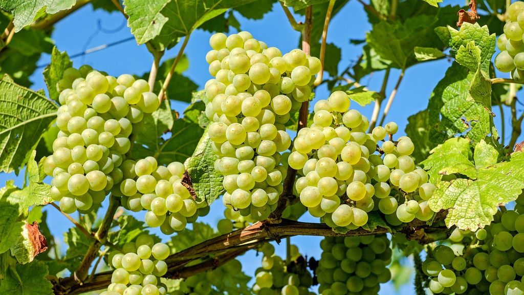 La mayor parte de esas uvas se producen en la comarca de Vinalopó, en Alicante