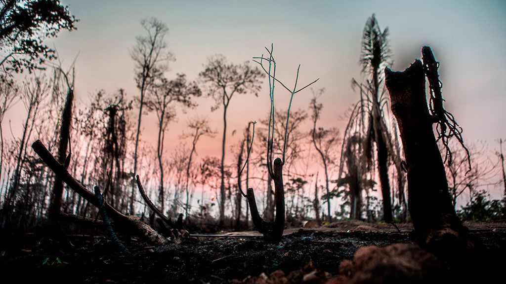 Incendio Amazonas