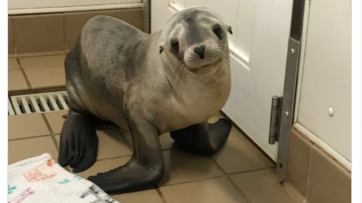 Una cría de lobo marino, en estado crítico después de caer desde un puente a más de 9 metros de altura