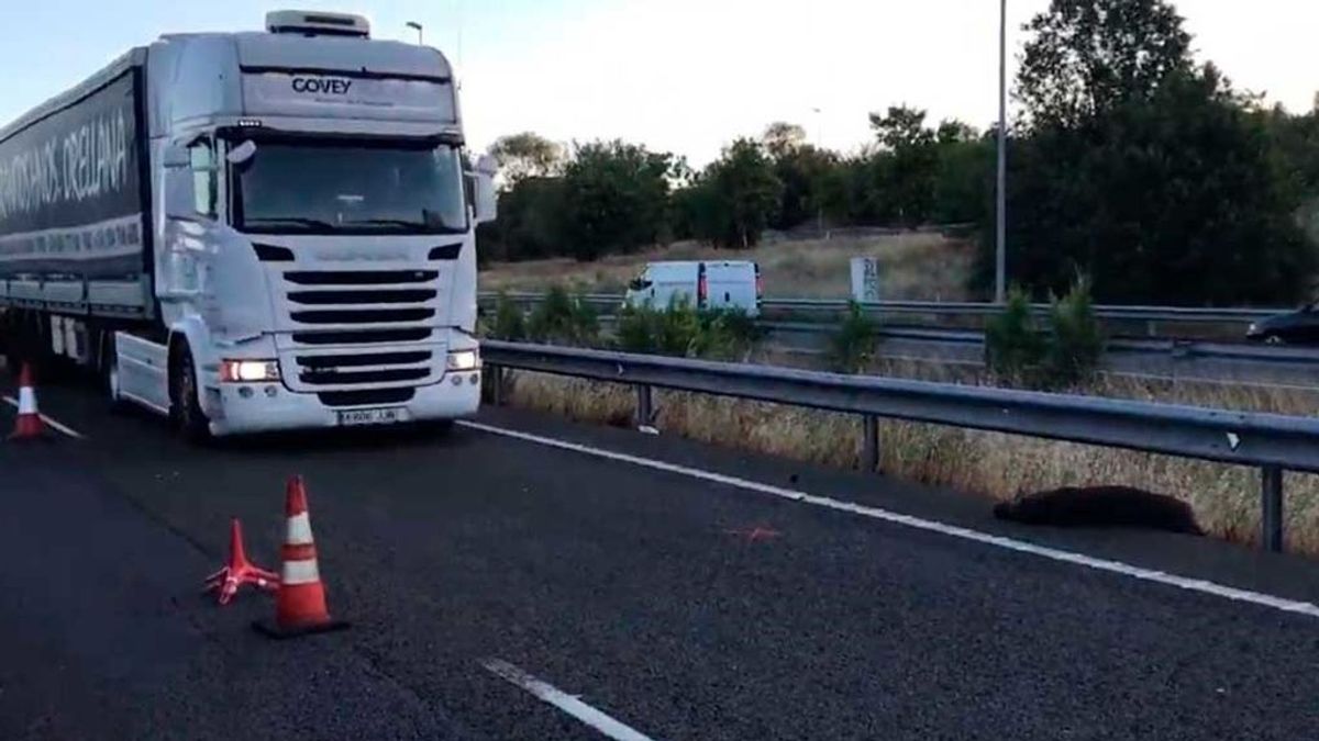 Aumenta un 47% el número de accidentes de tráfico provocados por jabalíes Aumenta un 47% el número de accidentes de tráfico provocados por jabalíes