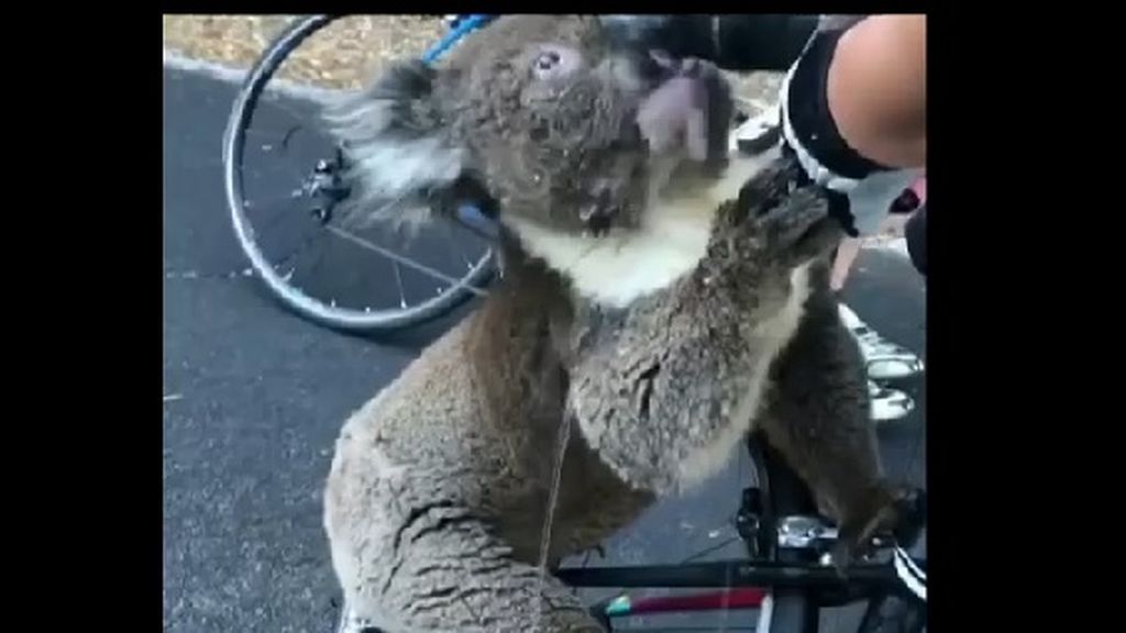 Las terribles consecuencias de la ola de calor de Australia: un koala reclama agua a un grupo de ciclistas