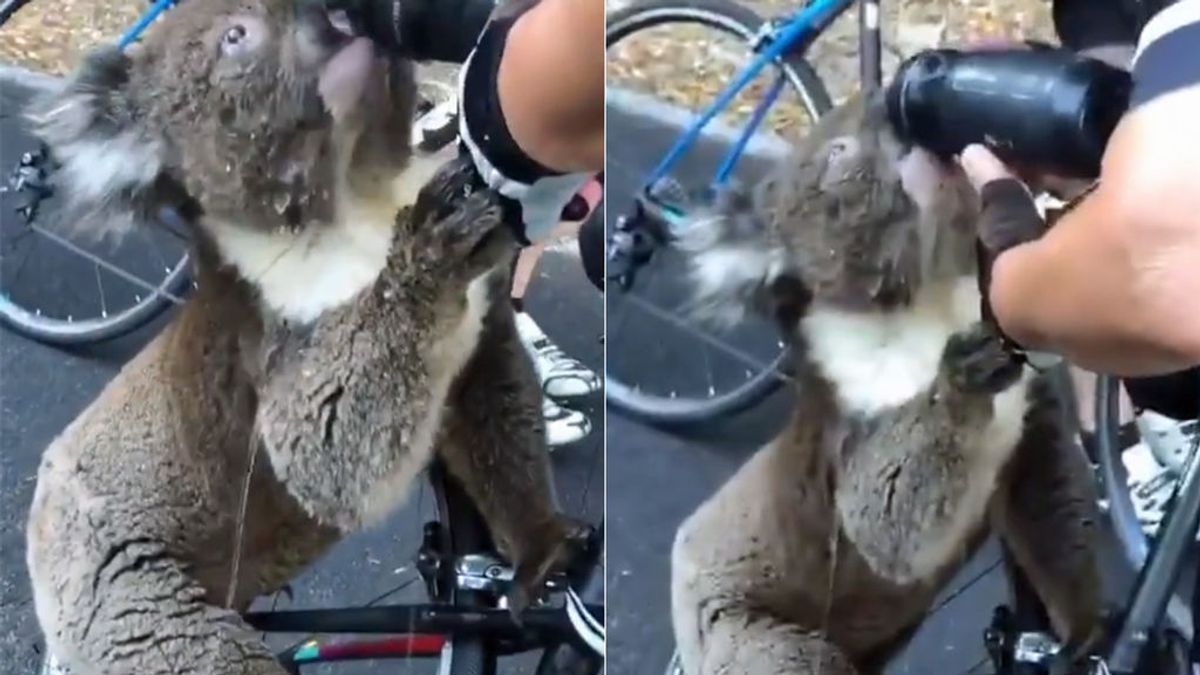 Un koala para a un grupo de ciclistas para pedirles agua en plena ola de calor en Australia Un koala para a un grupo de ciclistas para pedirles agua en plena ola de calor en Australia
