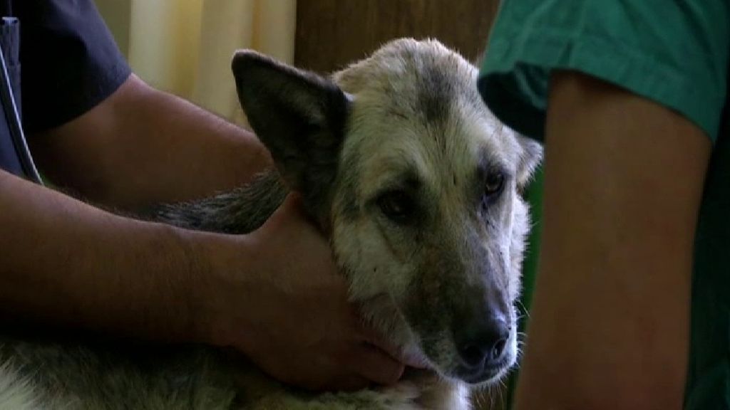 Un grupo de veterinarios habilita un refugio para las mascotas afectadas por el incendio en Valparaíso