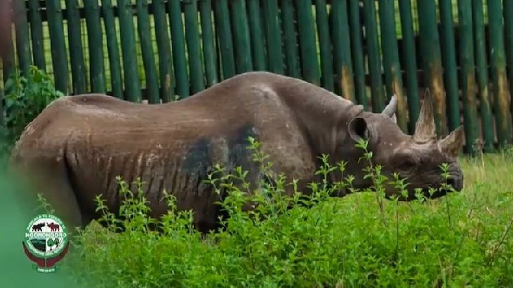 Muere Fausta, el rinoceronte más viejo del mundo