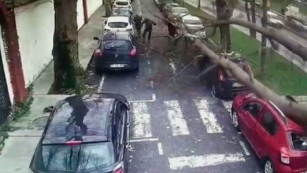 Se desploma un árbol en Estambul
