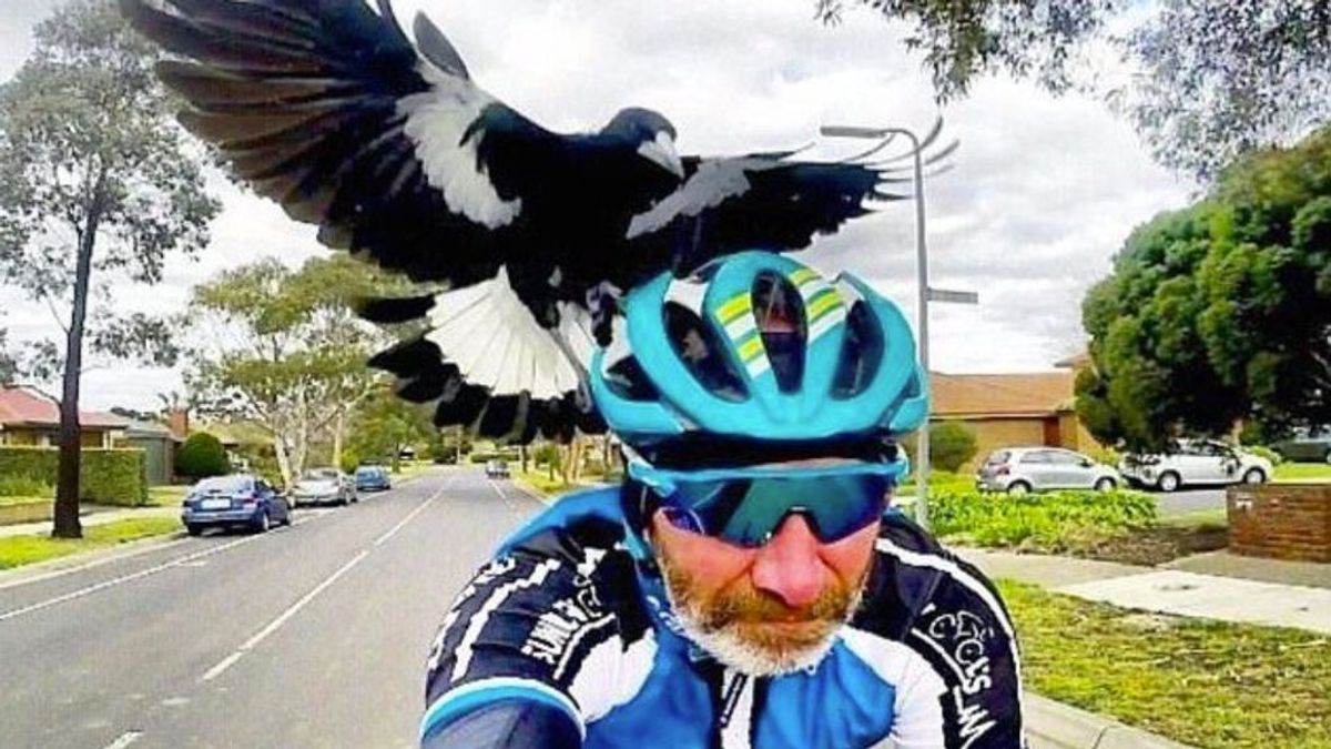 Una urraca mata a un ciclista y ya van 4.000 ataques en tan solo un año Una urraca mata a un ciclista y ya van 4.000 ataques en tan solo un año