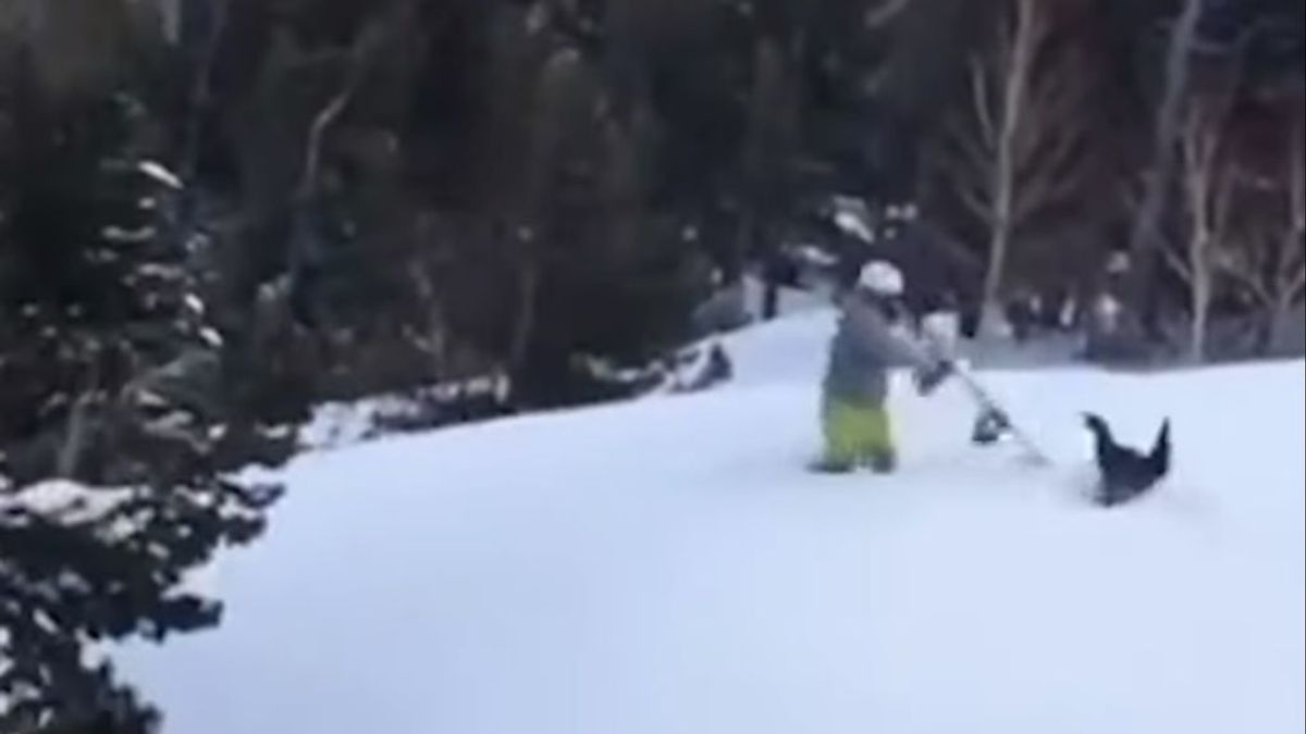 El ataque real de los 'Angry Birds': un snowboarder tiene que enfrentarse a un urogallo durante su descenso