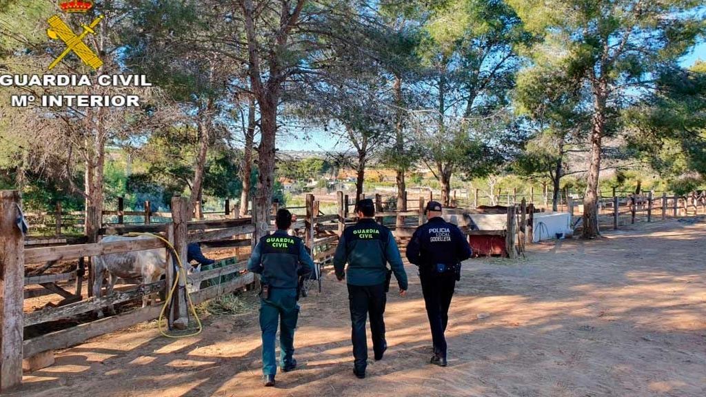 Detenido el dueño de una finca en la que había seis caballos muertos y 19 malnutridos Detenido el dueño de una finca en la que había seis caballos muertos y 19 malnutridos