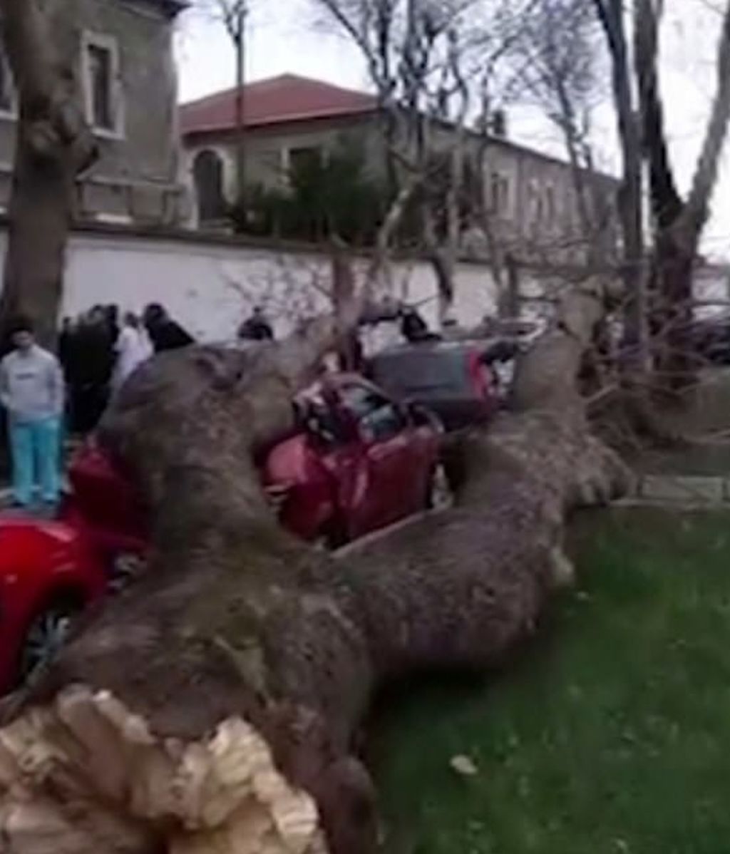 Un árbol de gran tamaño cae sobre varios peatones en Estambul