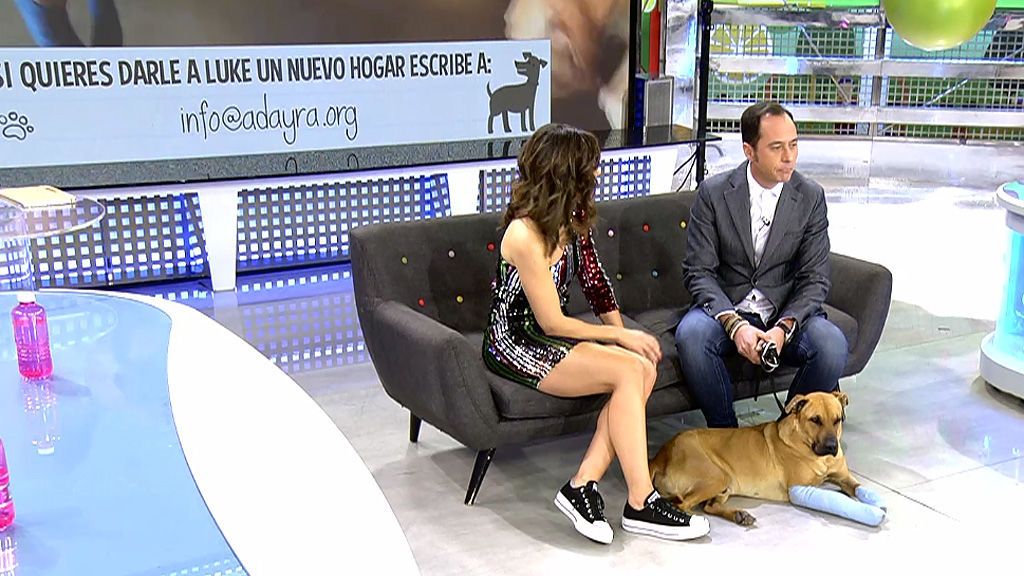 Adopta a Luke, el perrito con la historia más dura de todas las que hemos escuchado en ‘Sálvame’