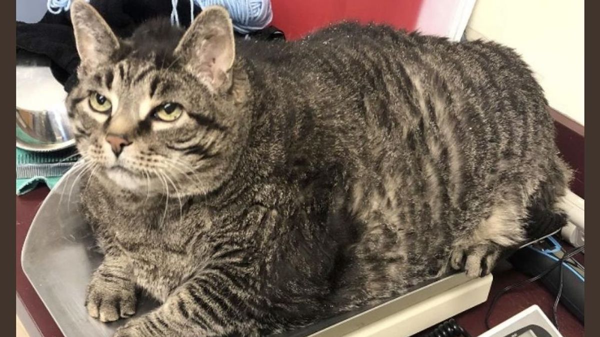 Zack, el gato con sobrepeso que busca un dueño que le adopte y le ayude a adelgazar