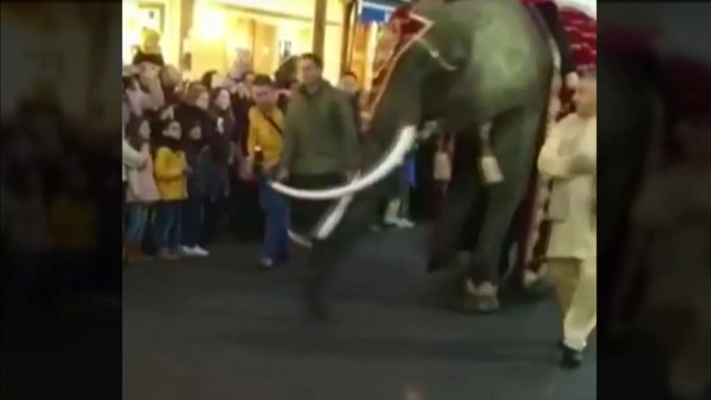 El alcalde de Medina del Campo recibe un trompazo de una elefanta en la cabalgata de Reyes
