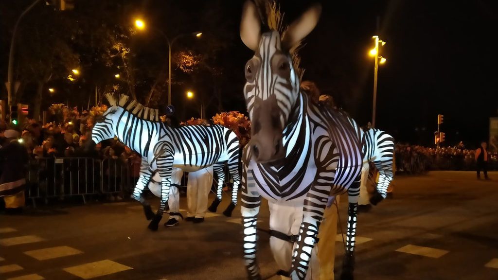 cebras