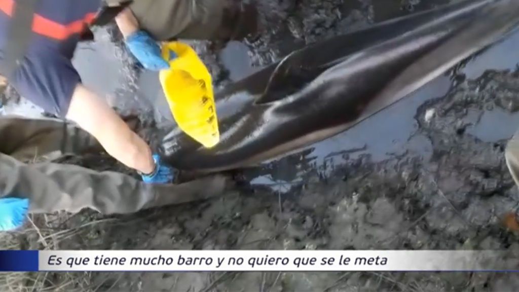Rescatan a una delfín atrapado en el barro en la ría de Arousa