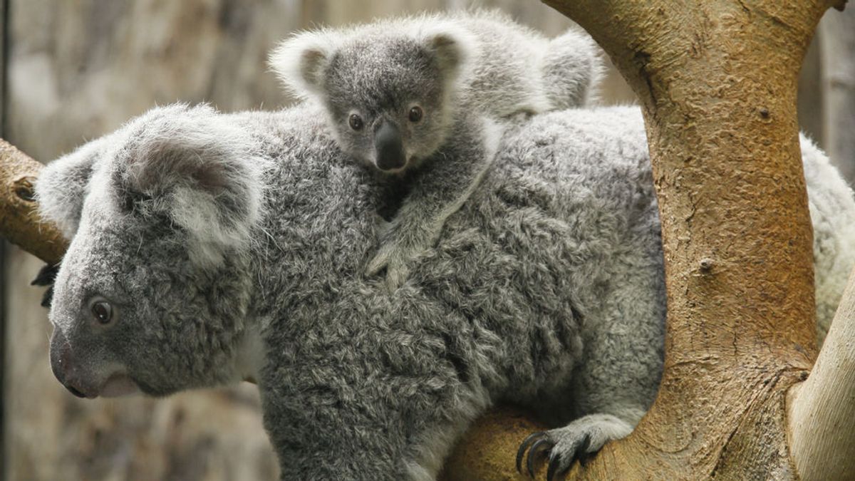Adoptar un koala: cómo donar para saber que el dinero llega a su destino