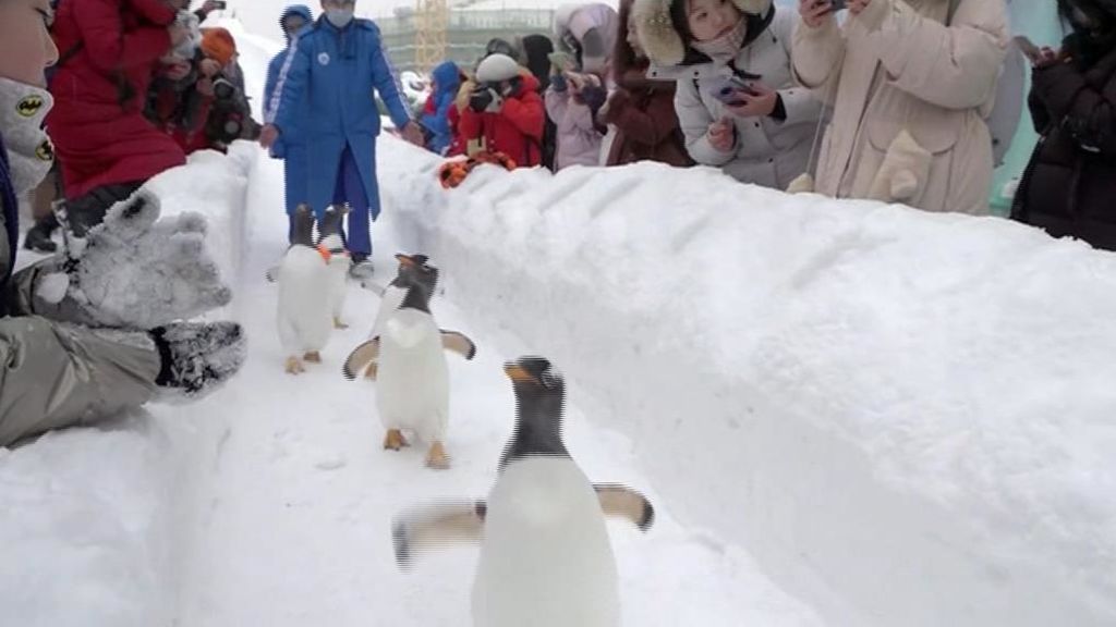 Los pingüinos de la ciudad de china de Harbin salen del acuario