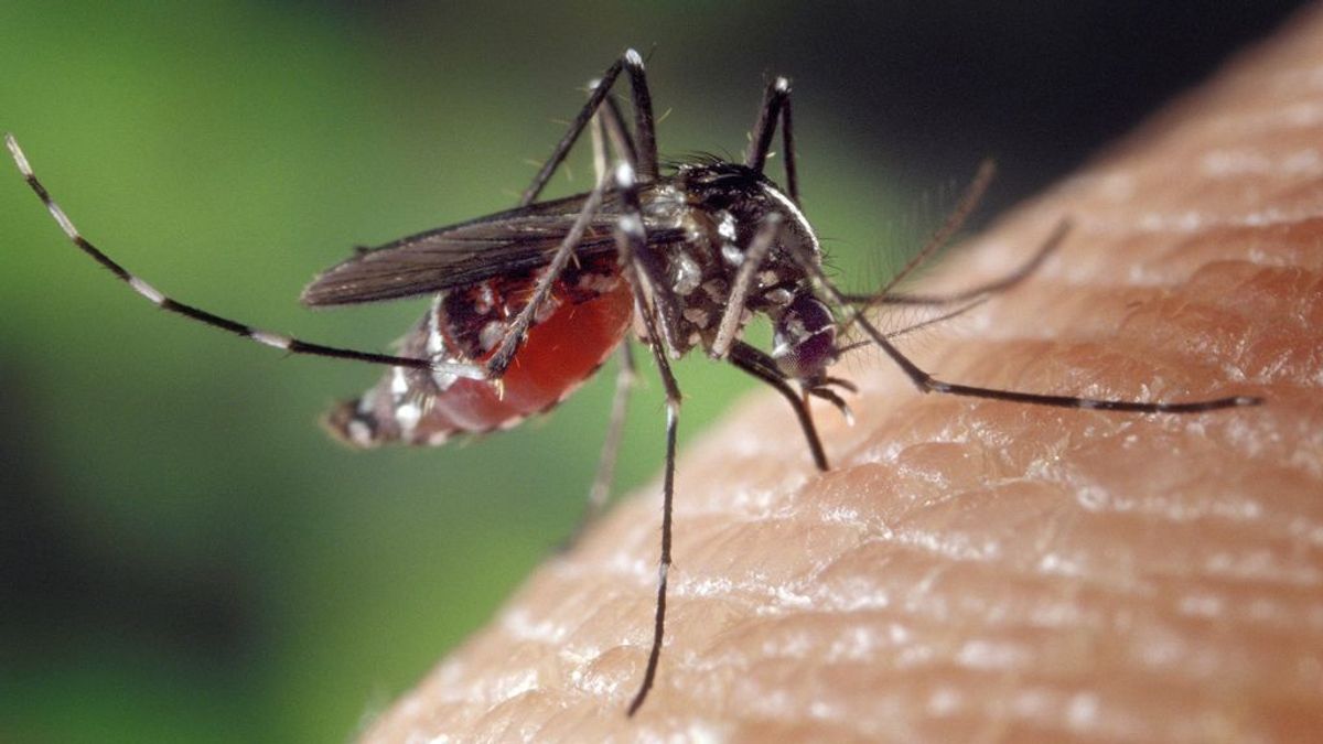 Se descubren cientos de virus nuevos en insectos