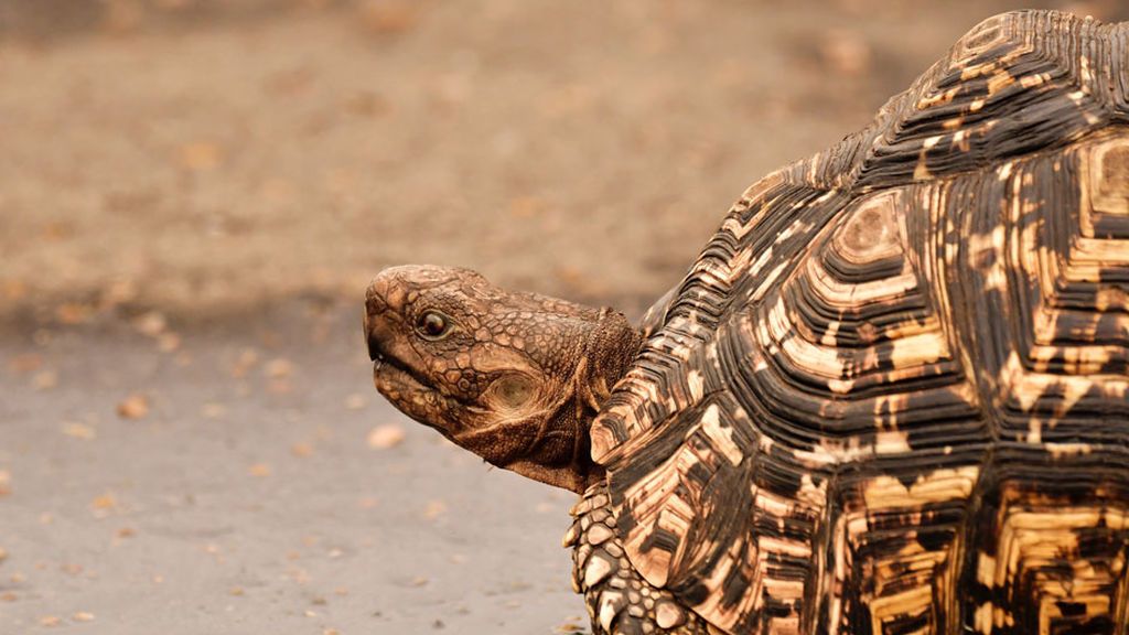 Sancionado con 20.700 euros por intentar devolver tortugas a su hábitat Sancionado con 20.700 euros por intentar devolver tortugas a su hábitat