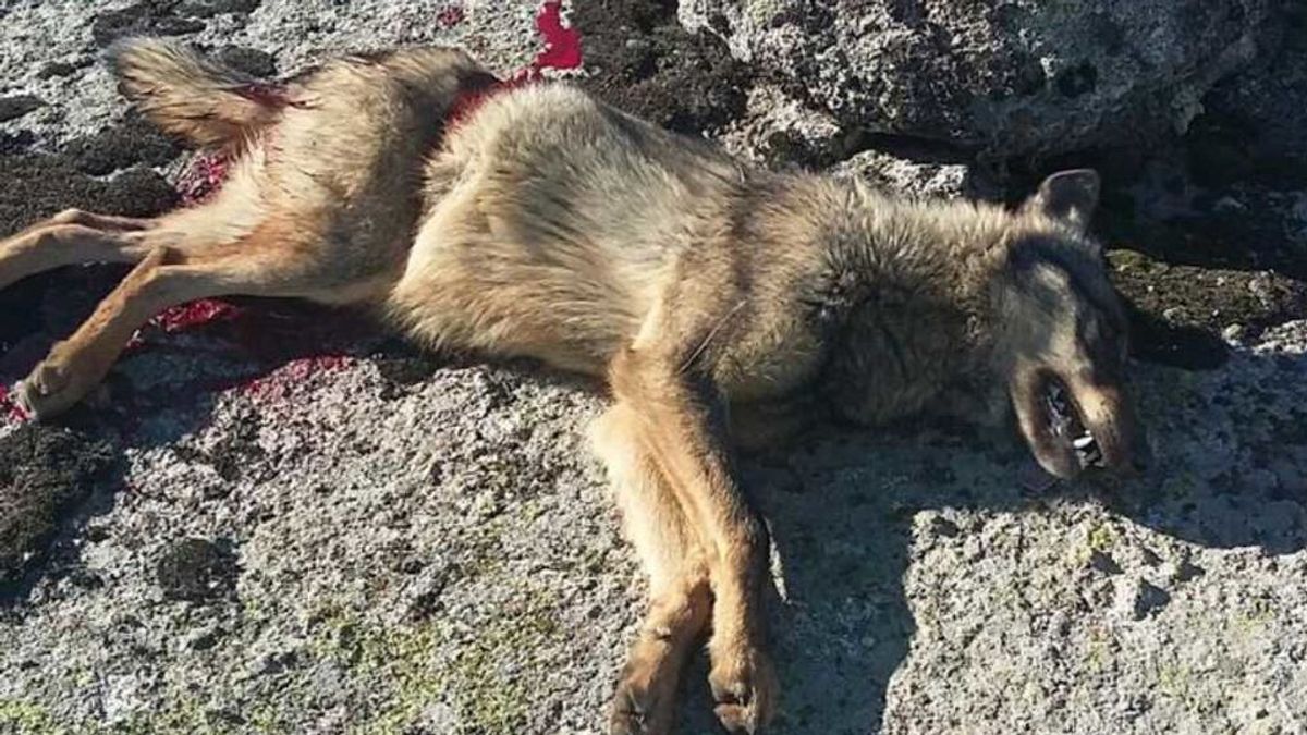 Comienza el primer juicio por la caza ilegal de un lobo en una montería de Ávila Comienza el primer juicio por la caza ilegal de un lobo en una montería de Ávila