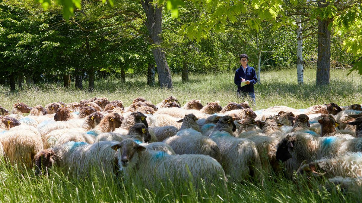 Menos soja y más tortas de colza o girasol: la dieta que reduce un 13 por ciento las emisiones de metano de las vacas y ovejas Menos soja y más tortas de colza o girasol: la dieta que reduce un 13 por ciento las emisiones de metano de las vacas y ovejas