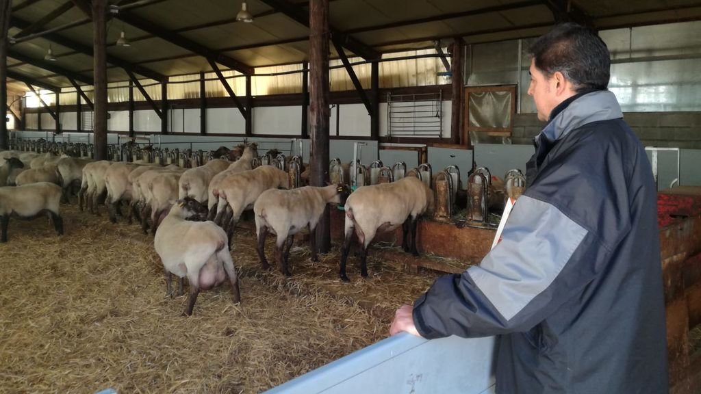 metano en ovejas y vacas
