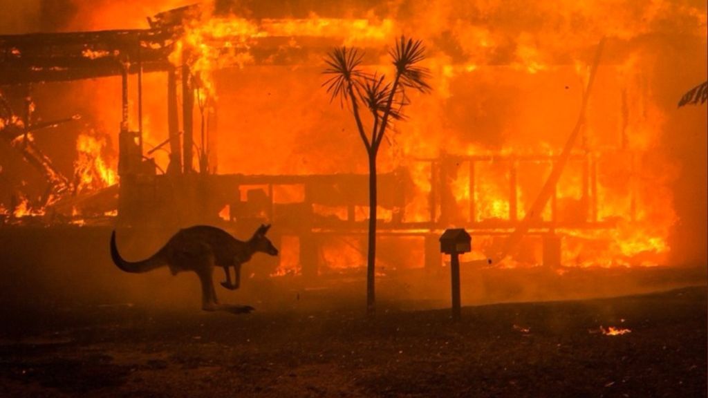 Cómo ayudar en los incendios de Australia desde la distancia