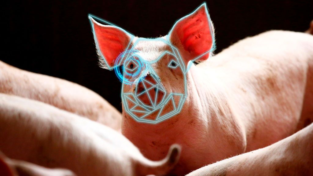 Reconocimiento facial para salvar al cerdo chino Reconocimiento facial para salvar al cerdo chino