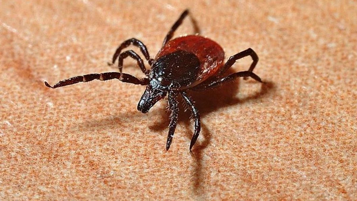 Qué es la enfermedad de Lyme que padece Justin Bieber Qué es la enfermedad de Lyme que padece Justin Bieber