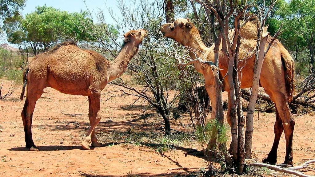 Australia mata 10.000 camellos con francotiradores por los incendios y la sequía Australia mata 10.000 camellos con francotiradores por los incendios y la sequía