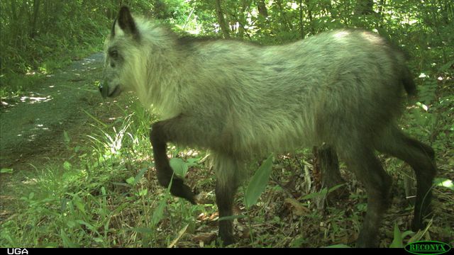 Tras el desastre de Fukushima, hay más animales - El Tiempo Hoy