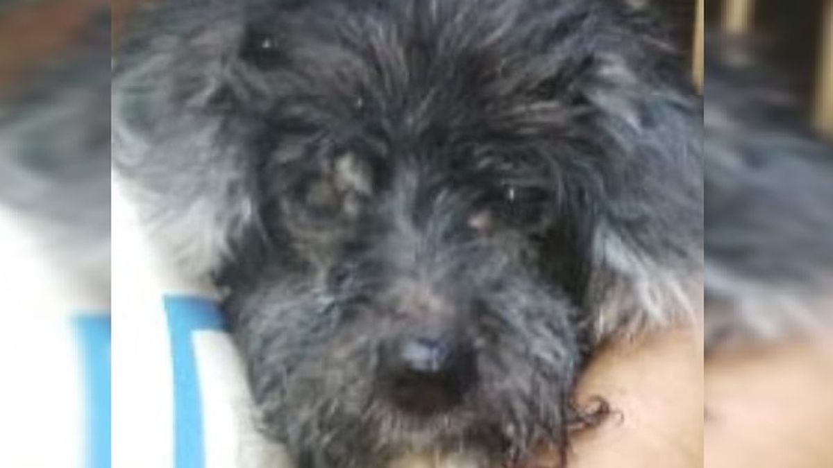Maltrato animal: abandonan a una perra con los ojos pegados para que no pueda seguirles