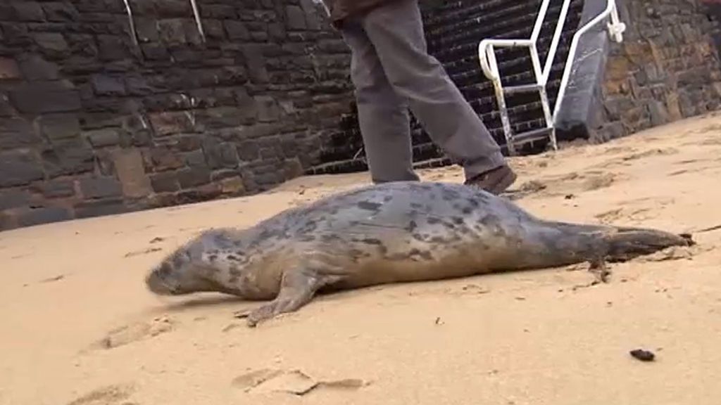 Una foca en la playa de San Sebastián