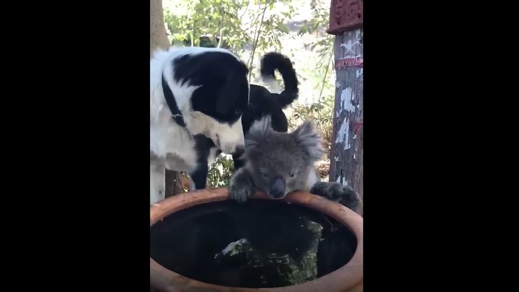 Un perro y un koala comparten agua en los brutales incendios que asolan Australia
