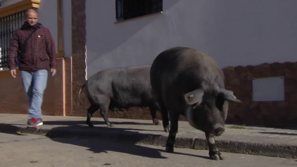 Los cerdos vuelven a pasearse por la localidad onubense de Trigueros