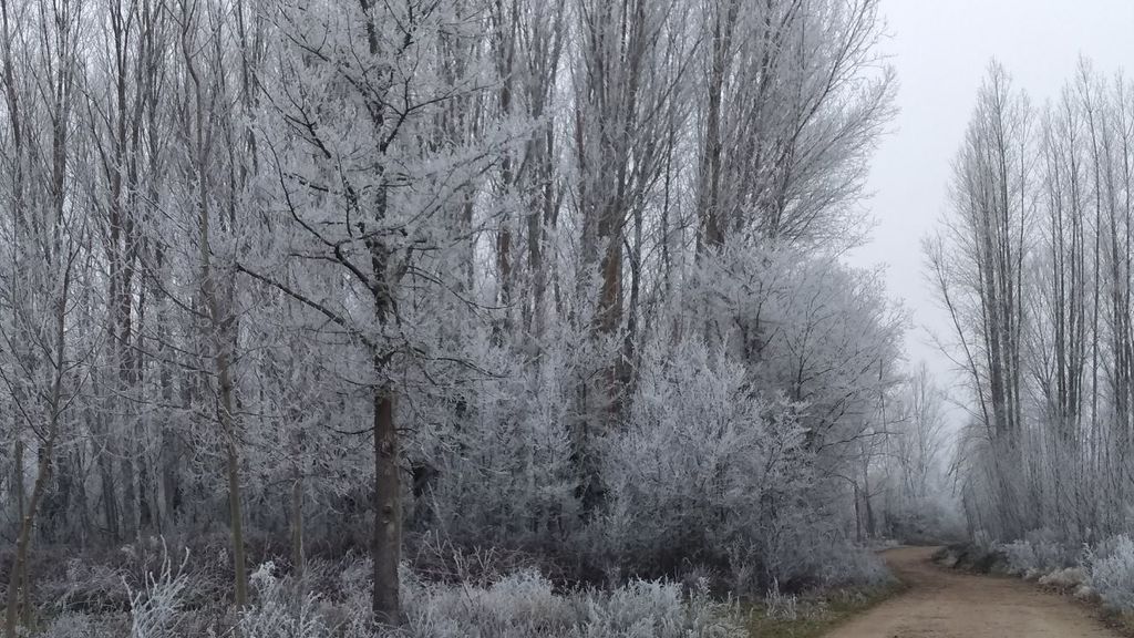 Amanecer blanco: el frío ha congelado todo a su paso durante la noche