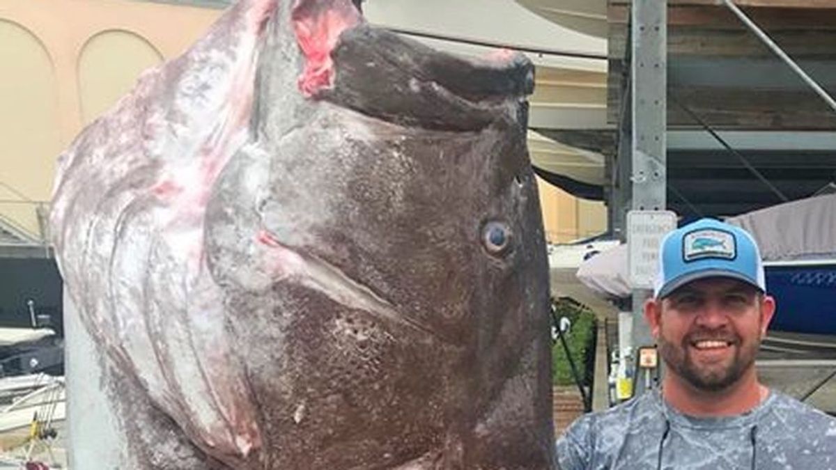 Pesca a un Mero de Varsovia de casi 160 kilos y 50 años de edad, el "más antiguo" de la zona, en la costa de Florida