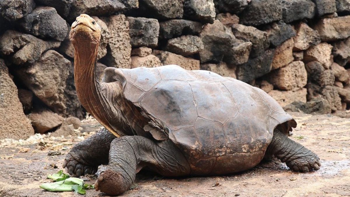 Diego, la tortuga gigante que ha salvado a su especie gracias a su apetito sexual