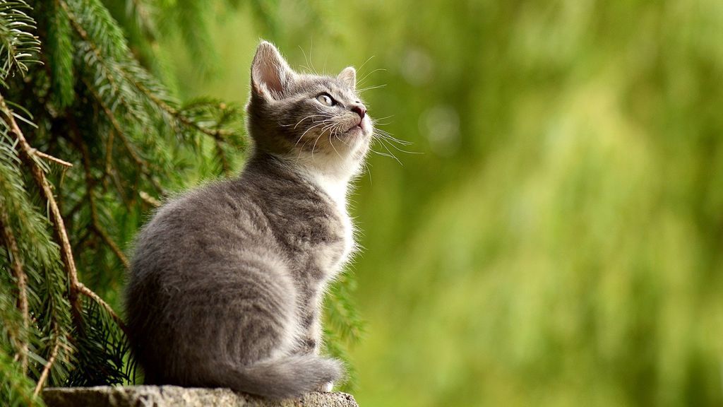 Un policía local de Pontevedra propina una patada a un gato malherido Un policía local de Pontevedra propina una patada a un gato malherido