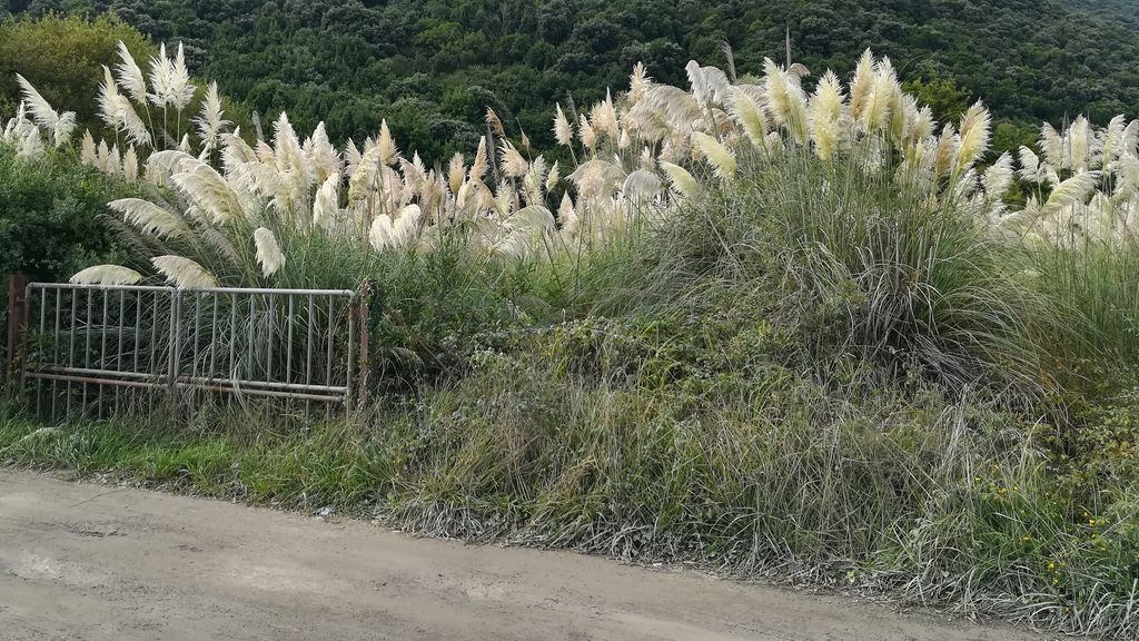 Plumeral en Noja antes de la actuación.