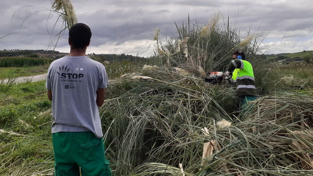 Cuadrilla de Amica desbrozando plumero en Liencres.
