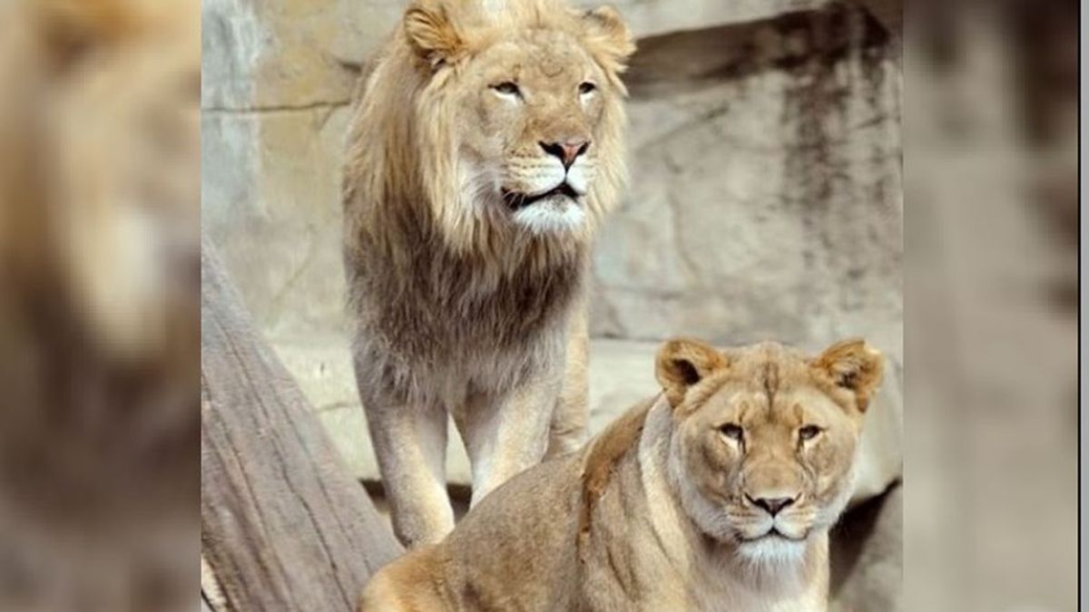 Investigan la muerte de un leona en un zoo: pudo tirarse a un foso después de que sacrificaran a su pareja