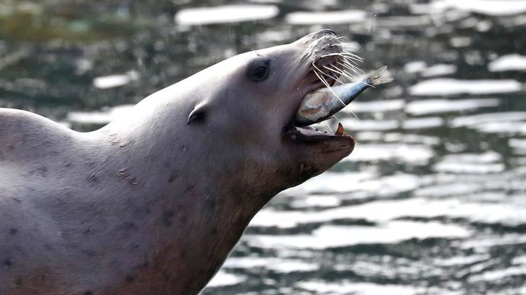 SEA LION