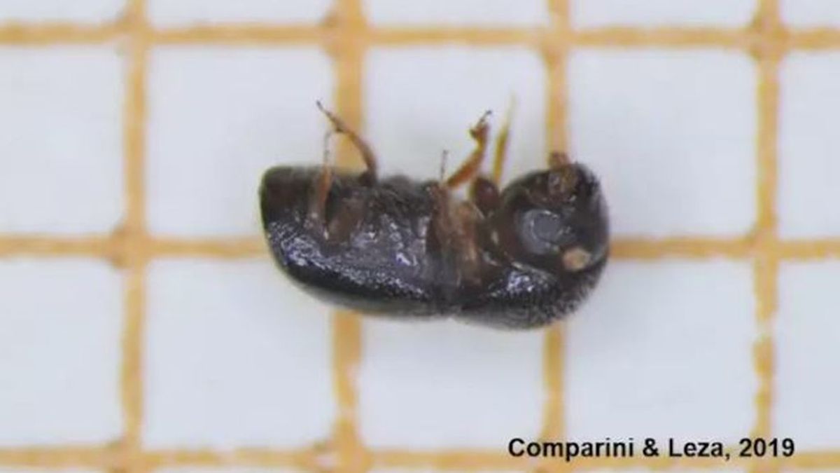 Detectan una invasión de una especie escarabajo invasora en España